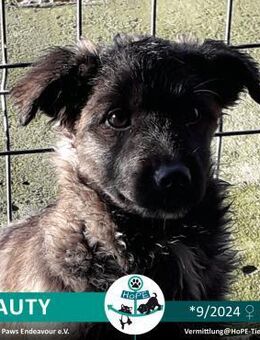 BEAUTY - geb. 09/2024 - Leimen (Baden-Württemberg)