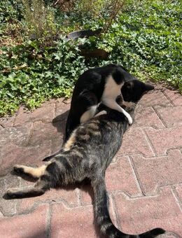 Steve & Poncio - Pärchen sucht Zuhause - Bad Camberg