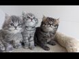 Britisch Kurzhaar Kitten Kätzchen in 88131