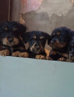 Welpen abzugeben - Dackel / Shi Tzu - Alt Krenzlin