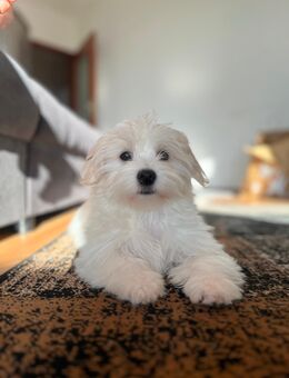 Malteser - Frankfurt (Main) Bergen-Enkheim