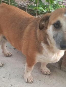 Klößchen - 40 cm, menschenbezogen - Weilheim (Oberbayern)