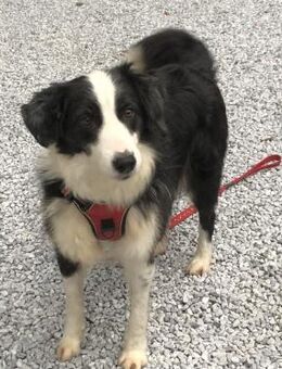 JUNA, w., kastr., Border-Collie-Mix - Sipplingen
