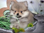 Pomeranian Zwergspitz Welpen in verschiedenen Farben mit Ahnentafel - Eichenzell