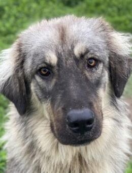 Hagan, geb. ca. 03/2023, Griechenland - Markdorf