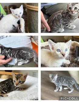 Bengal kitten Snow Lynx ,,Braun ,,,Blue ,, Silber Mit Stammbaum - Dortmund