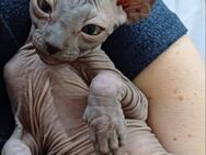 Sphynx Kater - Schwegenheim
