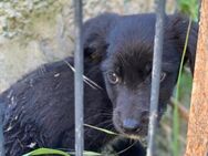 Sooky lernt grad ganz viel - Steinhagen (Nordrhein-Westfalen)