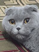 Süße Katze zu verkaufen in 81476