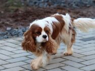 Cavalier Rüde 3Jahre mit Ahnentafel - Schlüchtern