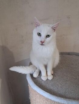 🐱Sanfter Jungkater Toffy🌿 - Eislingen (Fils)