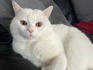 BKH Kater sucht Katzendame - Berlin