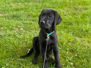 Labrador Welpe „Chico“ – 13 Wochen – stubenrein & lernfreudig - Essen