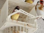 Gouldamadine prachtfinken hennen - Hagen (Stadt der FernUniversität) Dahl