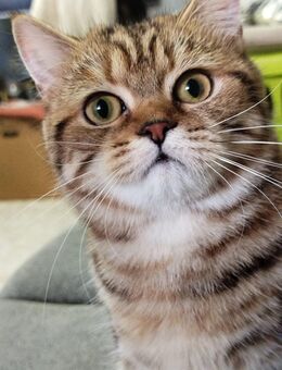 Championeltern Kitten, Reinrassige black classic tabby BKH mit Stammbaum - Rostock