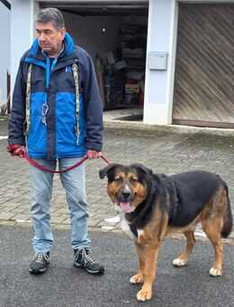 Jenn Balu - Schäfer-Berner-Sennen-Mix - 4 Jahre - Tierhilfe Franken e.V. - Lauf (Pegnitz) Zentrum