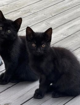 Katzenbabys abzugeben – 12 Wochen alt - Frankenthal (Pfalz) Zentrum