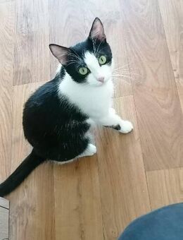 Kater EKH sucht lievolles Zuhause - Hamm