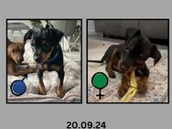 2 Zwergpinscher Welpen - Kempten (Allgäu)