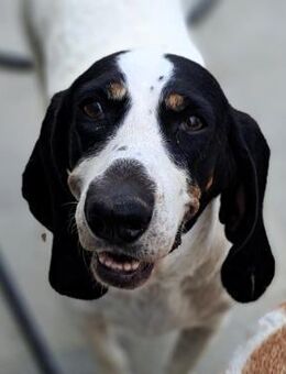 Bianca - treue Gefährtin mit großem Herz - Krefeld