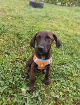 Jungspund Bodhi - Rambin