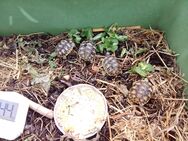 Landschildkröten-Babies in gute Hände abzugeben - Schweinfurt