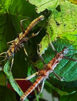 Diverse Phasmiden abzugeben - Kalkar