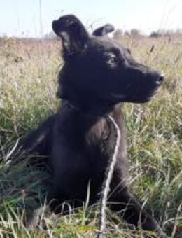 Rusty - junger Abenteurer sucht Familie - Alfdorf