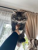 Norwegische Waldkater in 50765