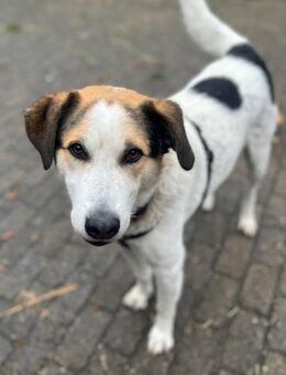 Sharky Kinderfreund sucht Familie 🐶💚 - München