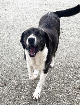 Ava Mix Hündin ca. 4 Jahre alt in GR - Reutlingen