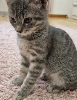 Babykatze sucht liebevolles Zuhause - Wiesbaden Kastel