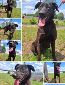Asha, 1,5 Jahre alt, Labradormix sucht dringend eine aktive Familie - Pasewalk Zentrum