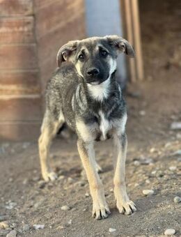 Böllchen, jung und vorsichtig - Bochum