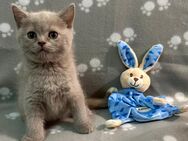 BKH Kitten - Lage Zentrum