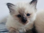 Mixkatze Siam und Heilige Birma Kitten - Holthusen
