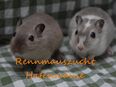 Zahme mongolische Rennmäuse vom Züchter ( Rennmaus Gerbil Gerbils Wüstenrennmaus in 26506