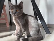 Katze Russisch blau - Heilbronn