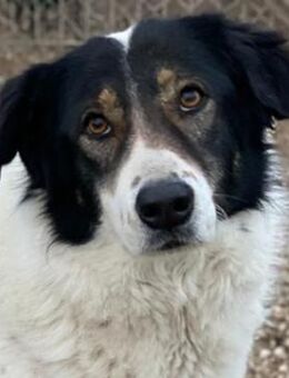 Xalia, geb. ca. 03/2018, Griechenland - Markdorf