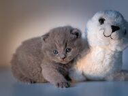 BKH Kitten in unterschiedlichen Farbschlägen - Bad Wildungen