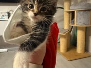 Maine coon kitten - Essen