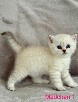 Britisch Kurzhaar Kitten mit Seltenheitsfaktor – ab Mitte Juli abzugeben 🐾 - Trossingen