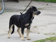 Noch zwei unserer Terriermischlingswelpen Tara 35 cm und Willy 45 cm ,ca 5 Monate alt suchen ein Körbchen - Angern