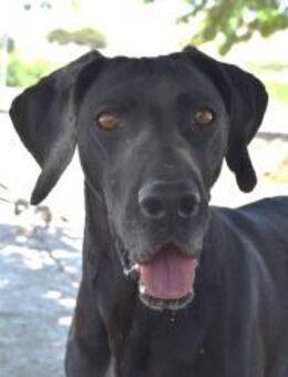 Tuca aus Tötung gerettet Ho - Ludwigshafen (Rhein)