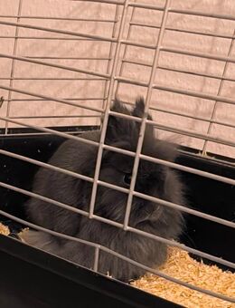 Reinrassige löwenkopf teddyzwergkaninchen 🥰♥️🌹 - Minden (Nordrhein-Westfalen)