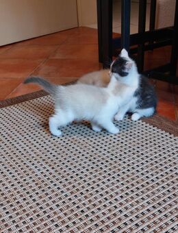 BKH Kitten - Nettetal