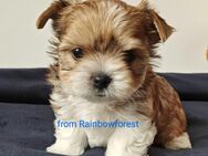 Bunte Yorkshire-Terrier u. Biro-Yorkshire ab Mitte Januar