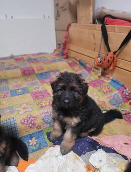 Deutsche Schäferhunde Welpen - Scheibenhardt