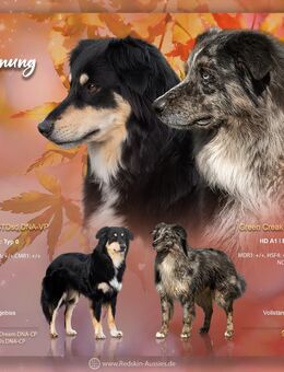 Wurfplanung Herbst 2025- sportliche Australian Shepherd Welpen mit ASCA Papieren - Marktgraitz