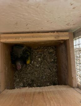 Junger Goldbugpapagei zu verkaufen - Traunstein Zentrum